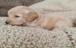 Labradoodle dogs for sale: Rare Roan Ebony Tiny/Mini Labradoodlese Puppies  - Image 6