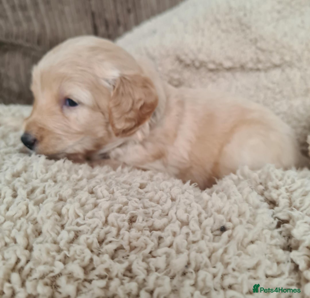 Labradoodle dogs for sale: Rare Roan Ebony Tiny/Mini Labradoodlese Puppies  - Image 6
