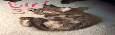 Mixed Breed 6