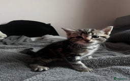 Domestic Shorthair cats for sale: tabby kittens for sale - Image 5