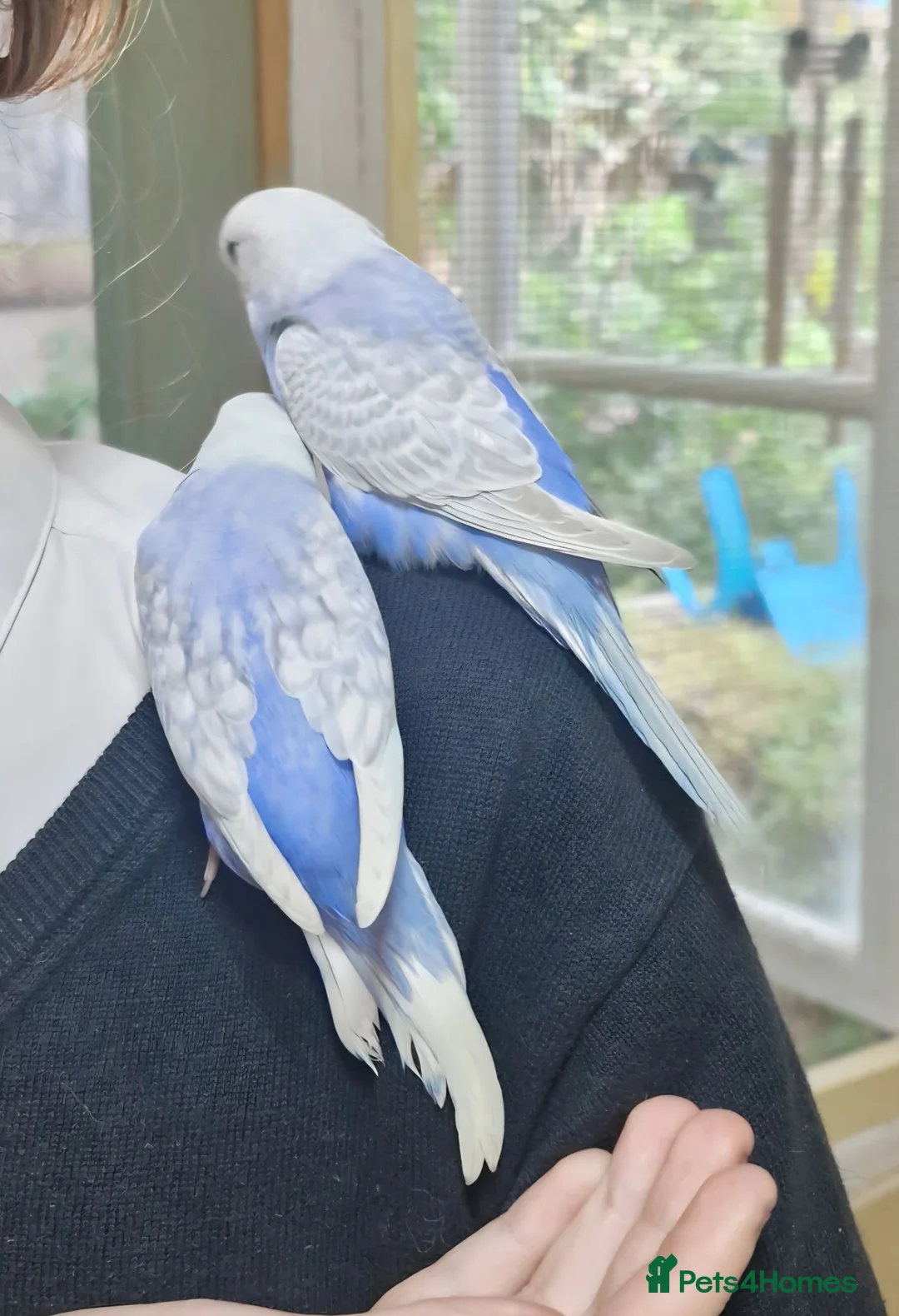 Budgerigars birds for sale: 2 baby budgies - Advert 2