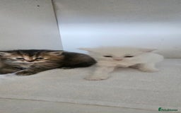Turkish Angora cats for sale: Turkish Angora kittens - Image 14