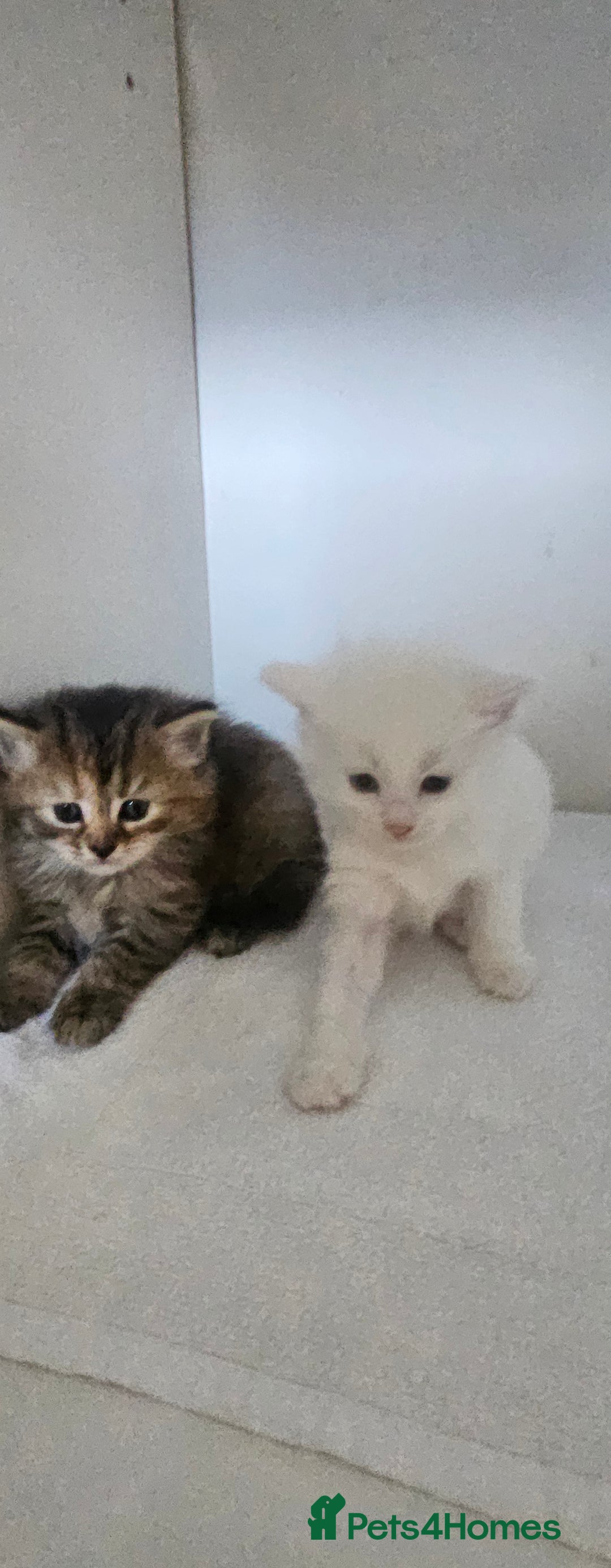 Turkish Angora cats for sale: Turkish Angora kittens - Image 14