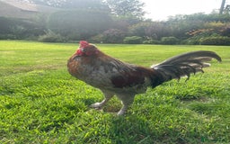 Chickens poultry for sale: 2 Cockerels for sale - Image 3