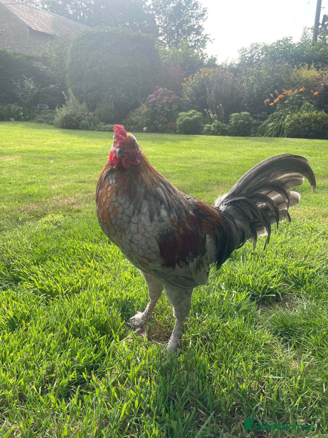 Chickens poultry for sale: 2 Cockerels for sale - Image 3