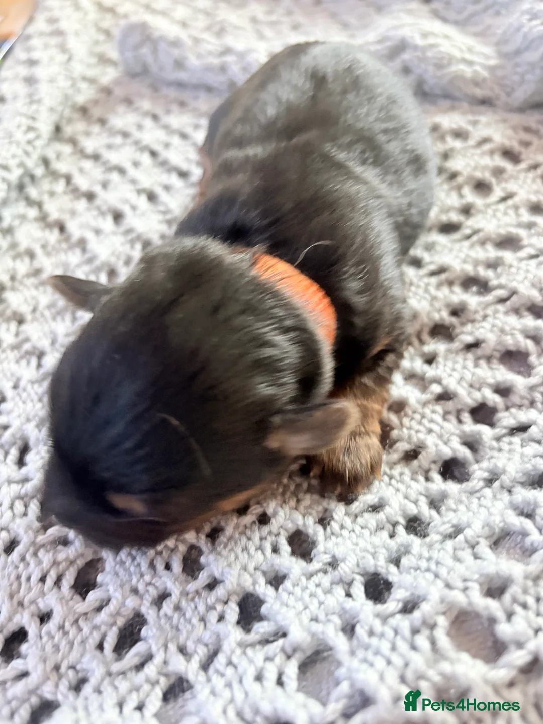 Yorkshire Terrier dogs for sale: Yorkshire Terrier Puppies - Advert 3