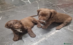Mixed Breed dogs for sale: Mixer breed puppys  - Image 14