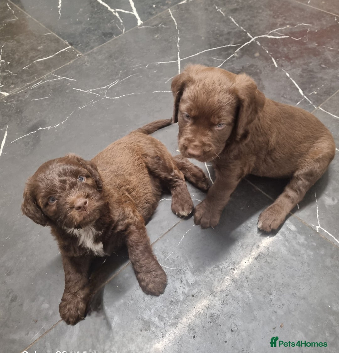 Mixed Breed dogs for sale: Mixer breed puppys  - Image 14