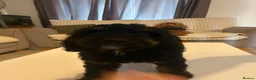 Cockapoo dogs for sale: Beautiful 11 Week Old Cockapoo Puppies Ready - Advert 16