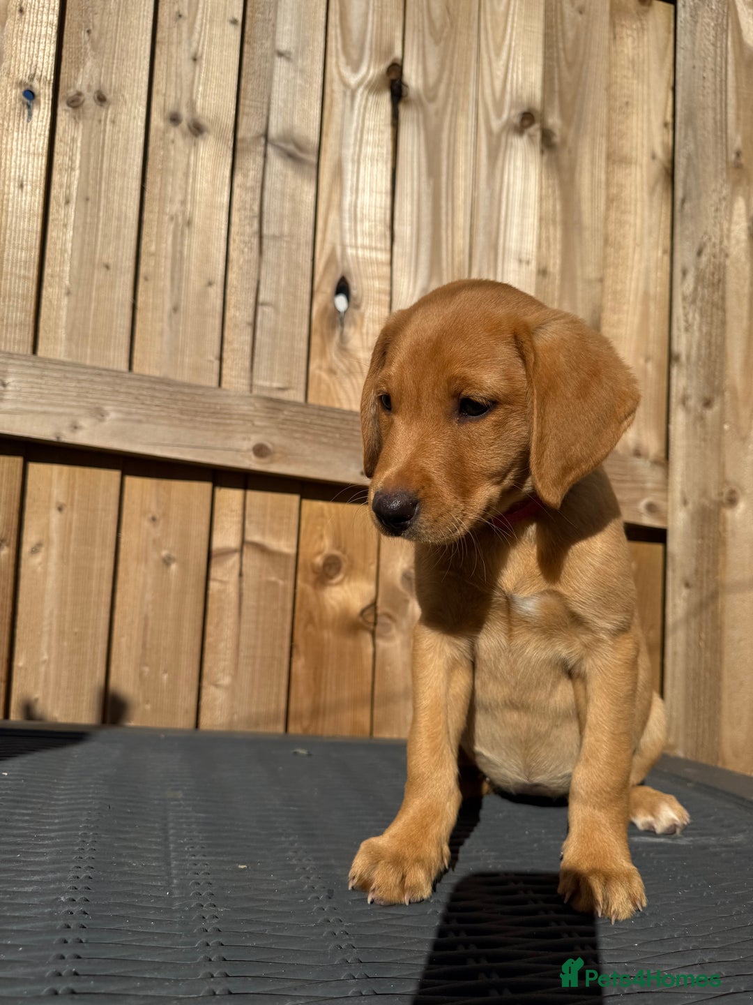Labrador Retriever dogs for sale: READY NOW KC registered fox red Labrdor retriever  - Image 10