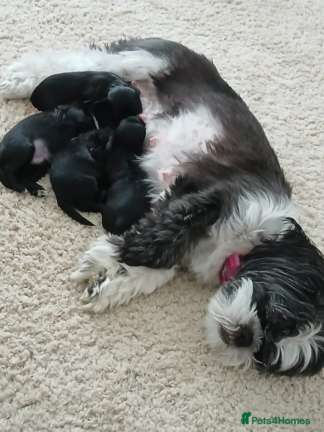 Shihpoo dogs for sale: Shihpoo puppies for sale - Image 12