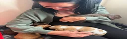Cocker Spaniel dogs for sale: Beautiful Working Cocker Spaniel Puppies 🐾 - Advert 18