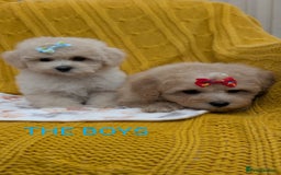 Maltipoo dogs for sale: Stunning Maltipoo Puppies  - Image 8