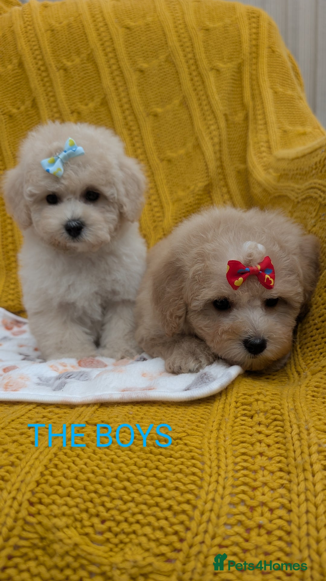 Maltipoo dogs for sale: Stunning Maltipoo Puppies  - Image 8
