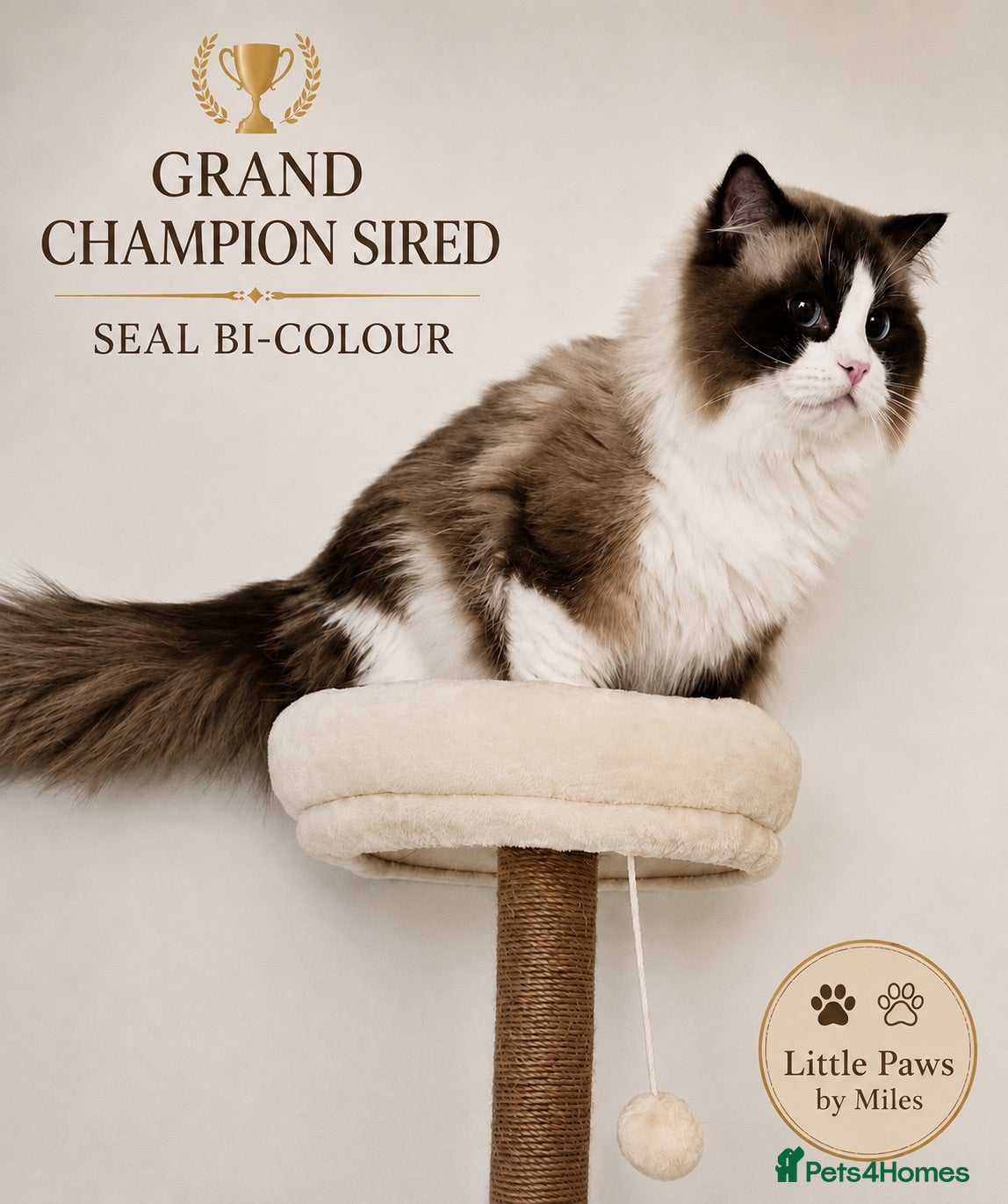 Ragdoll cats 🏆 GCCF Seal Bi-colour, Champion sired - Advert 8