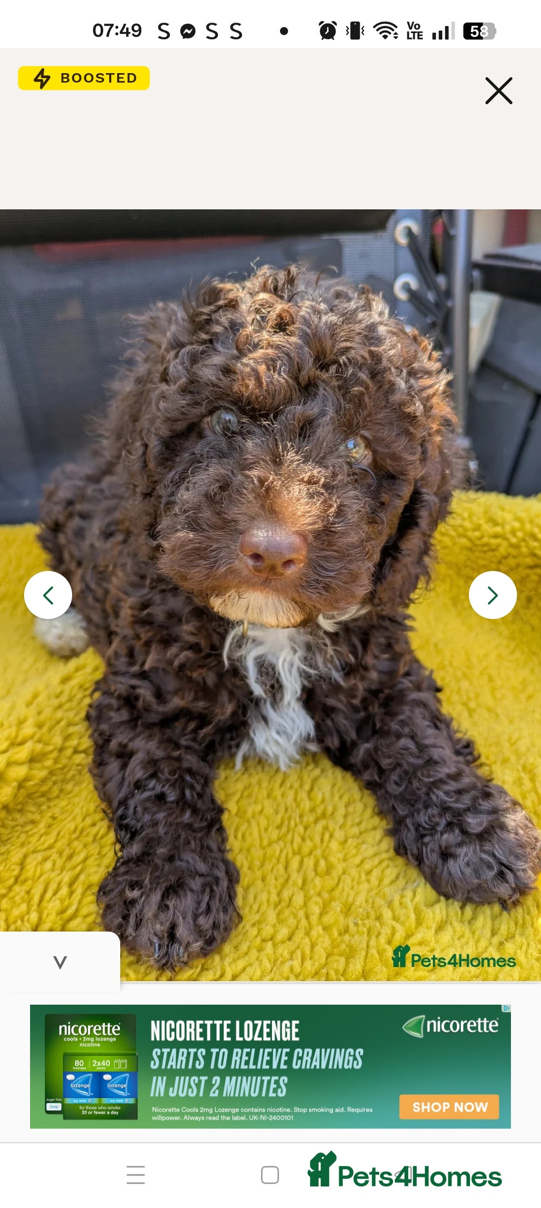 Cockapoo dogs for sale: Toy cockapoos READY NOW  - Image 20