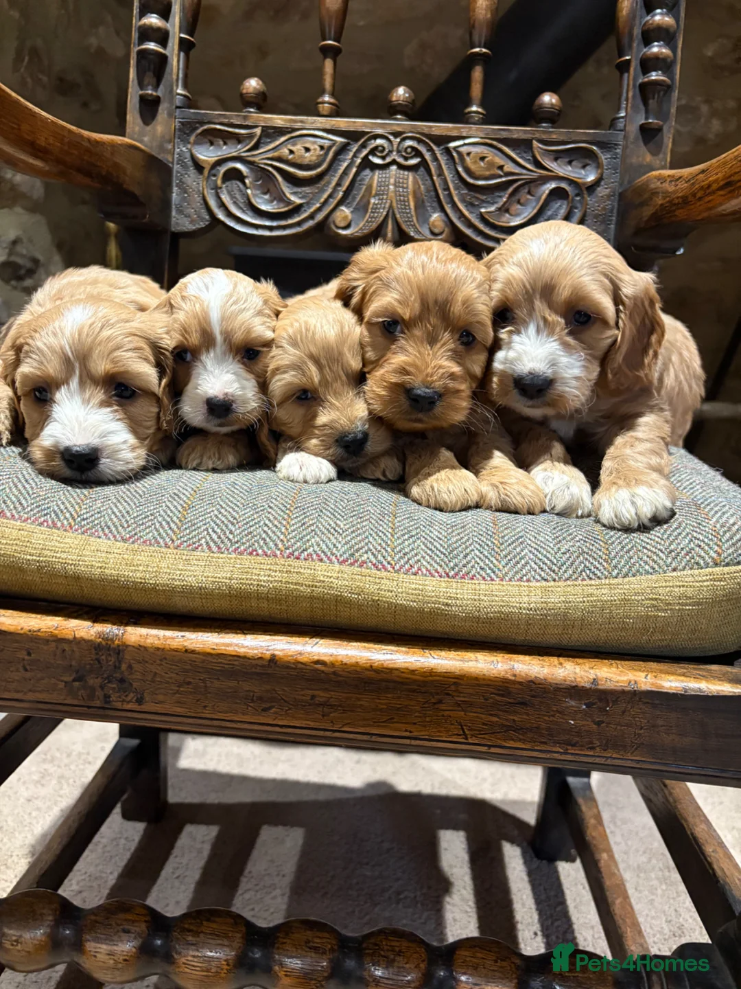 Cockapoo dogs for sale: Cockapoo F1 show type pups, PRIZEWINNING LINES  in Wellington - Advert 2