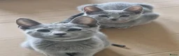 Russian Blue cats for sale: GCCF Russian blue kittens - Advert 9