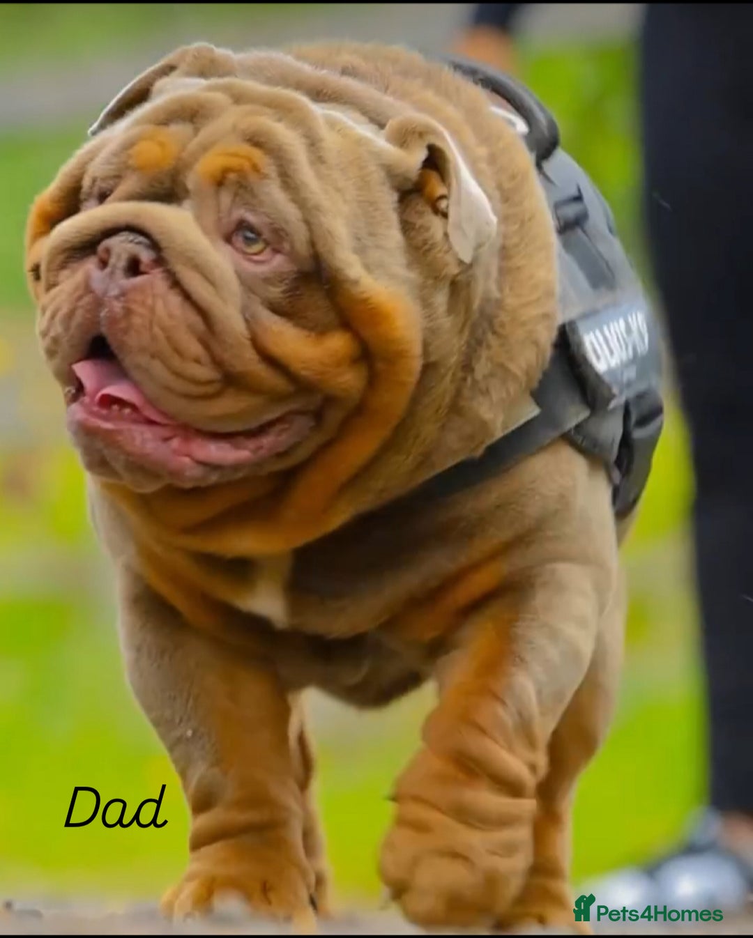 English Bulldog dogs for sale: 2 English bulldog 'lilac' puppies READY 8TH DEC 25 - Advert 15