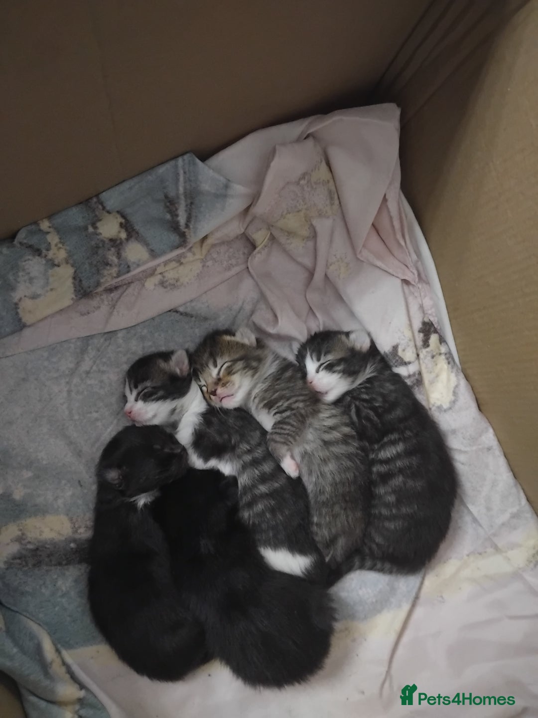 Bengal cats for sale: Kittens for sale  - Advert 1