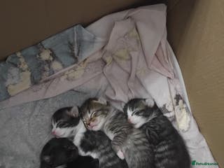 Bengal cats Kittens for sale - Advert 1