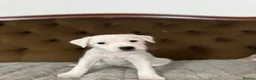 Parson Russell dogs for sale: Stunning KC REG Parson Terrier Pups  - Advert 5