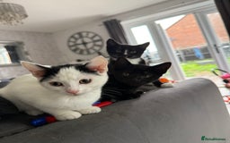 Mixed Breed cats for sale: 7 kittens for sale  - Image 1