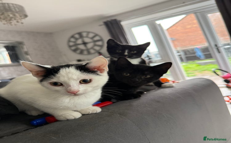 Mixed Breed cats - Advert 12