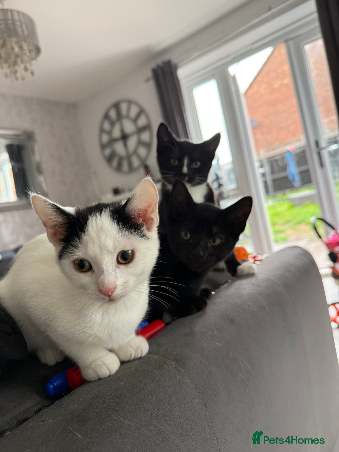 Mixed Breed cats for sale: 7 kittens for sale  - Image 1