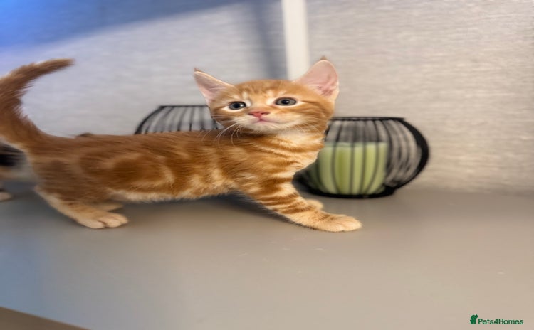 Mixed Breed cats - Advert 15