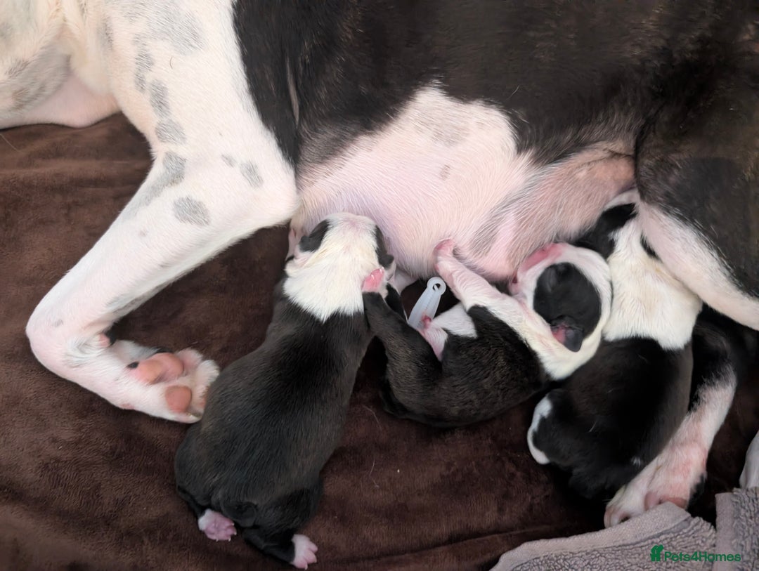 Boston Terrier dogs for sale: KC registered BOSTON TERRIER PUPPIES  - Image 5