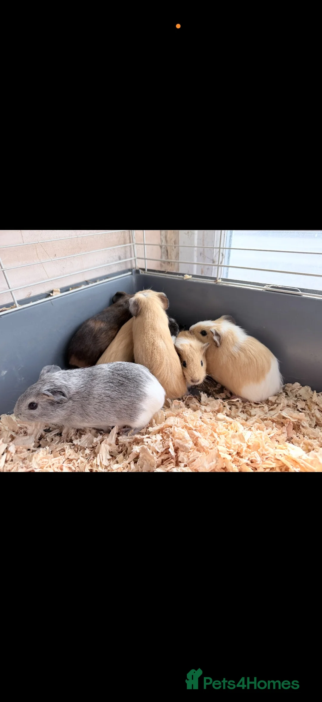 Guinea Pig rodents for sale: Guineapigs for sale - Advert 3