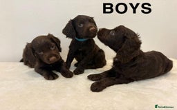 Cocker Spaniel dogs for sale: Gorgeous Full Cocker Spaniel Pups  - Image 21