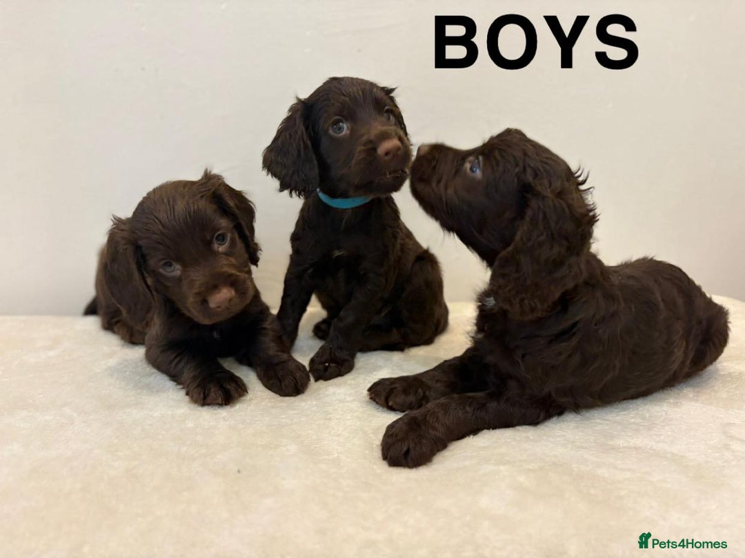 Cocker Spaniel dogs for sale: Gorgeous Full Cocker Spaniel Pups  - Image 21