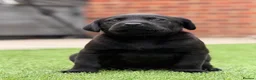 Labrador Retriever dogs for sale: Labrador puppies  - Advert 7