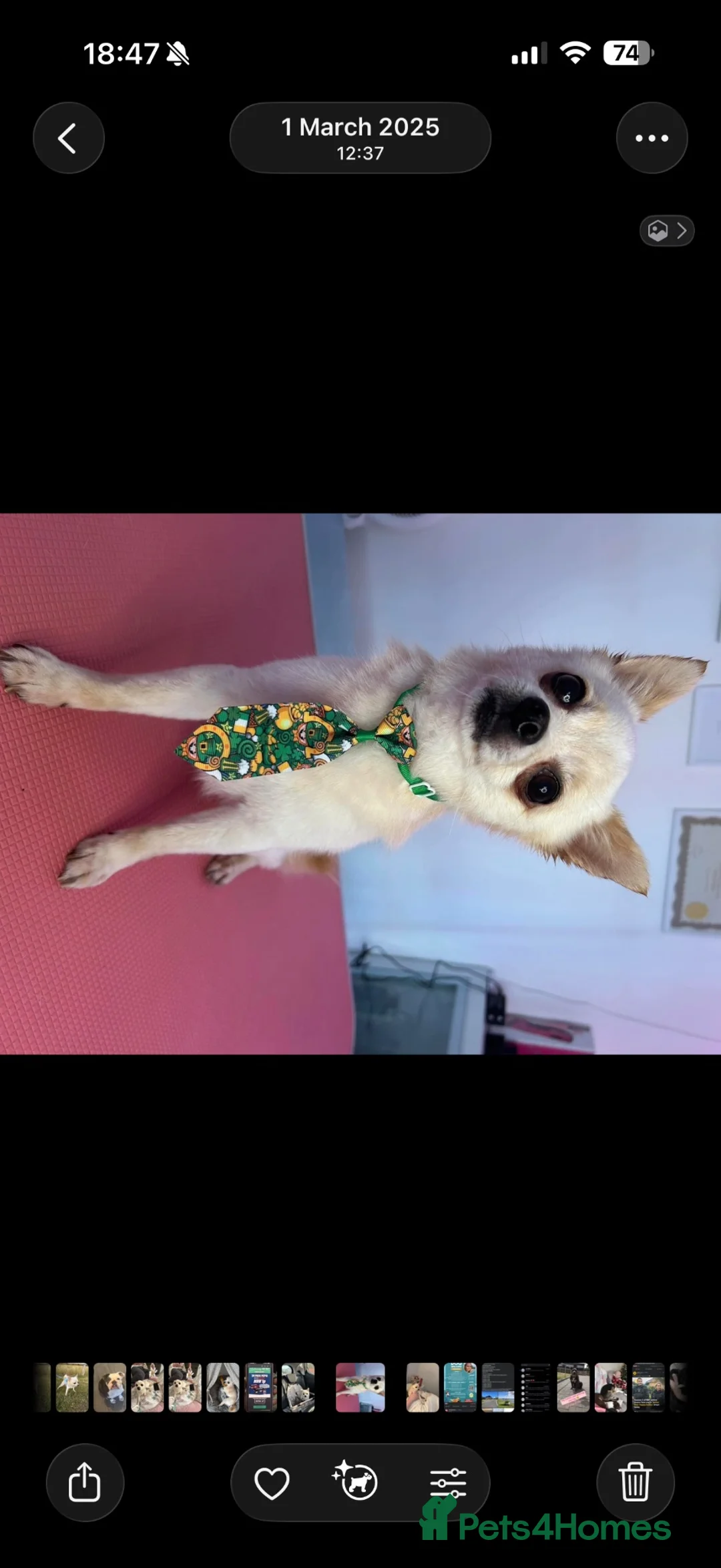 Chihuahua dogs for sale: Male chihuahua  - Advert 2