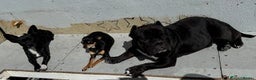 Mixed Breed dogs for sale: Micro bulldog and chihuahua  - Advert 2