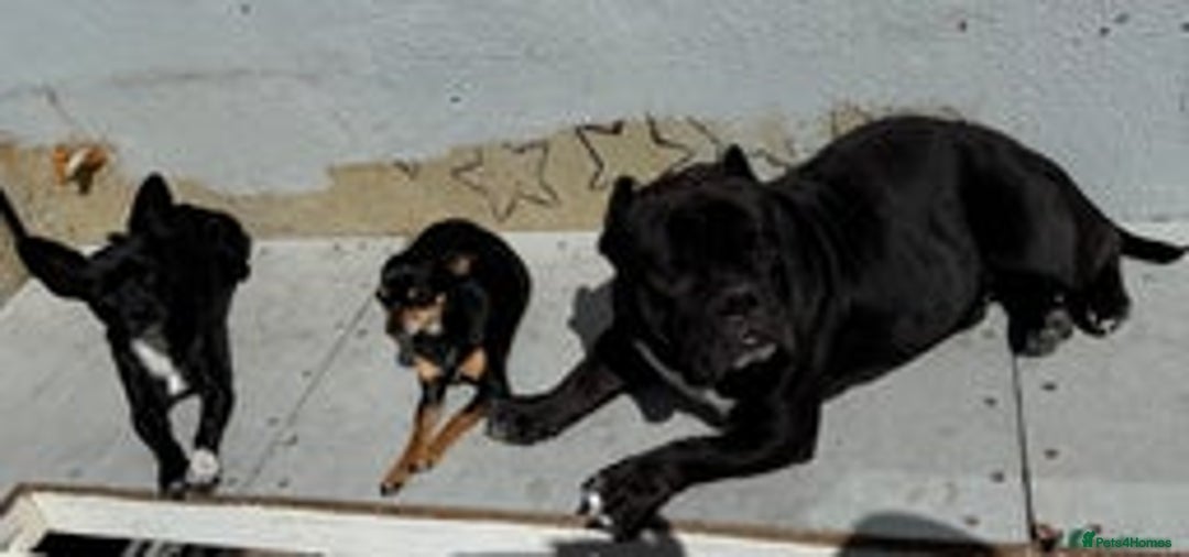 Mixed Breed dogs for sale: Micro bulldog and chihuahua  - Advert 2