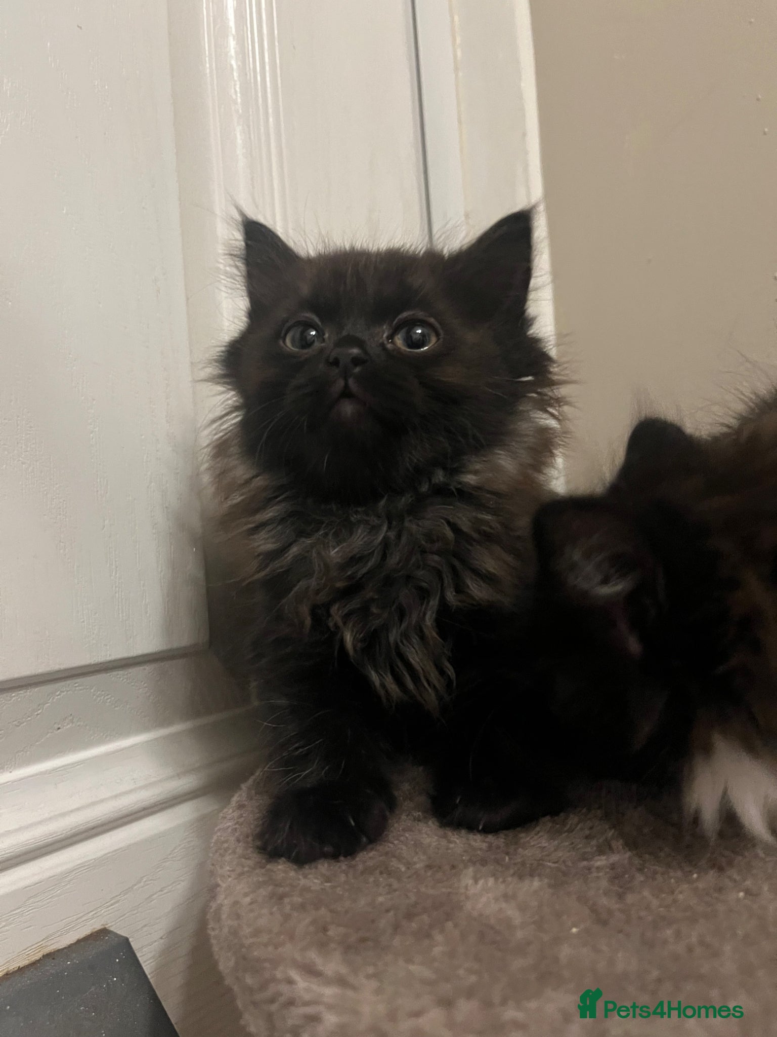 Mixed Breed cats RAGDOLL X KITTENS 💕💙 - Advert 1