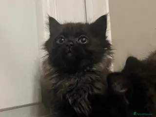 Mixed Breed cats RAGDOLL X KITTENS 💕💙 - Advert 7