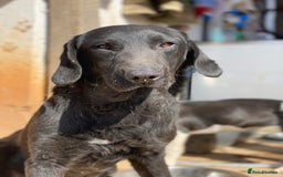Mixed Breed dogs for adoption: Brave Bruno is Ready for His Forever Family! 🤎 - Image 9