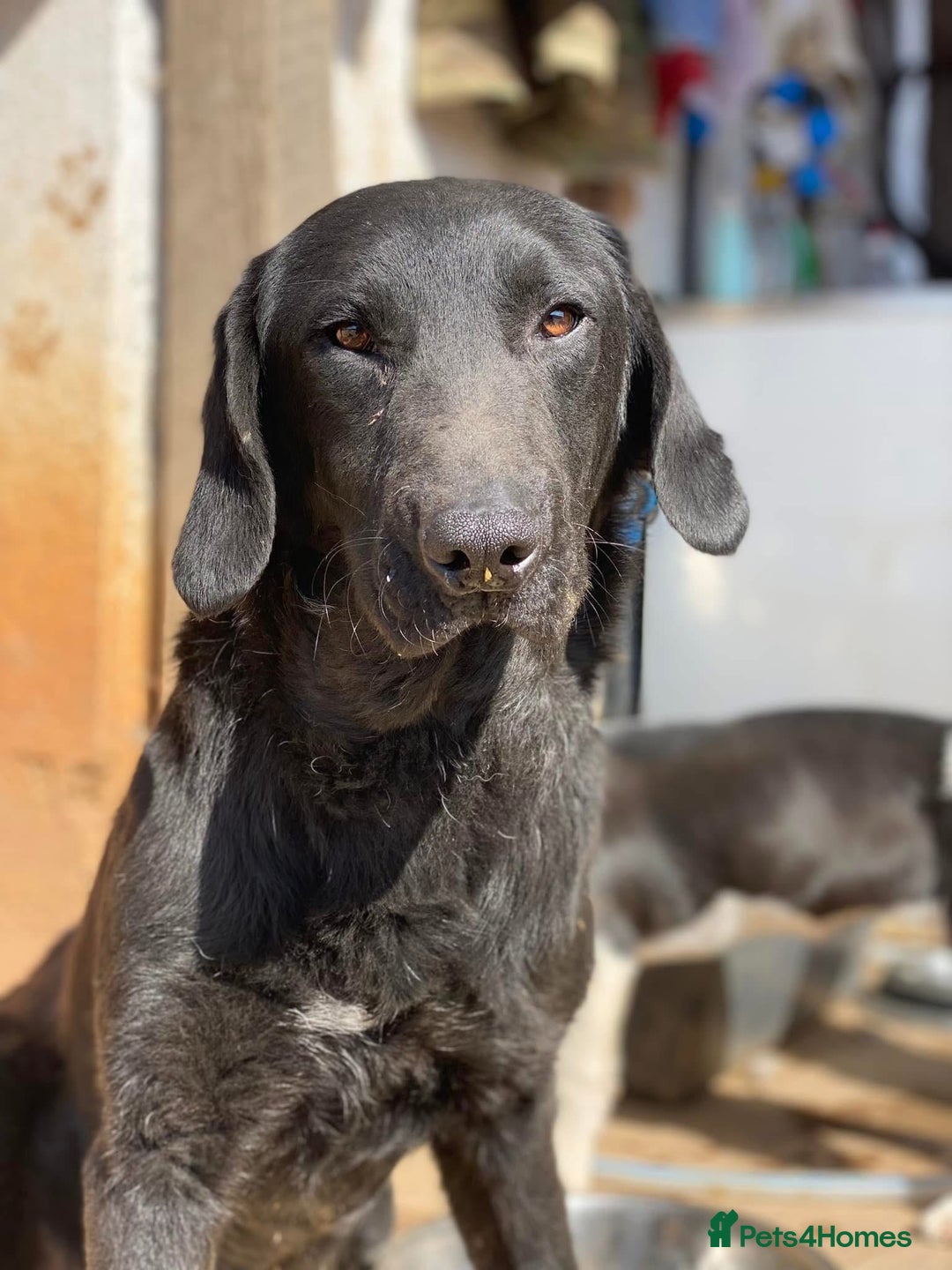 Mixed Breed dogs for adoption: Brave Bruno is Ready for His Forever Family! 🤎 - Image 9