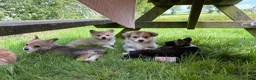 Welsh Corgi Pembroke dogs for sale: Outstanding Welsh Pembrokeshire Corgis  - Advert 5