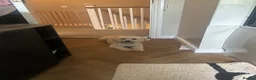 Cavapoo dogs for sale: Beautiful female Cavapoo - Advert 6