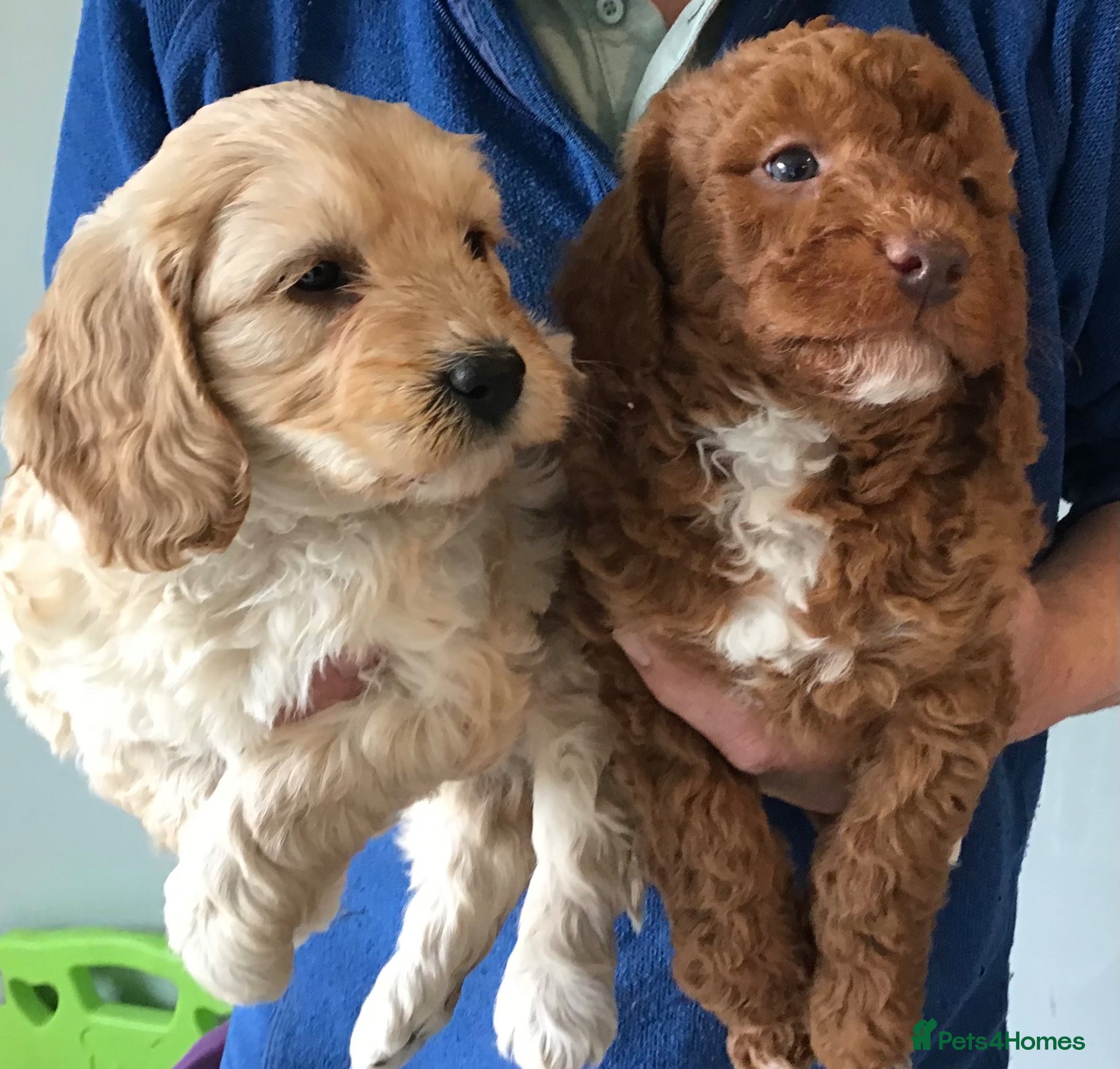 Labradoodle dogs Perfect F1B Mini Labradoodle Puppies - Advert 1