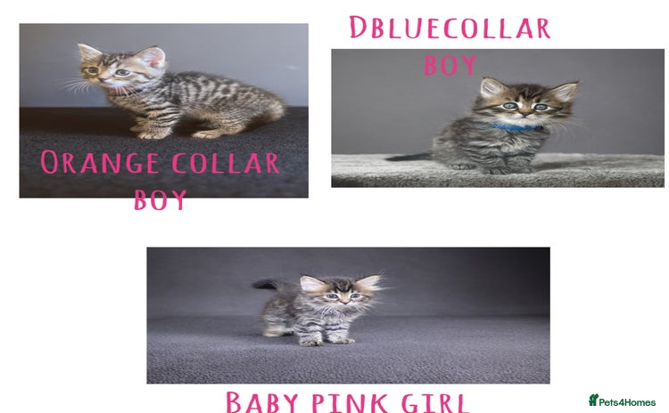 Bengal cats - Advert 7