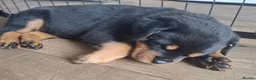 Rottweiler dogs for sale: Courageous, Intelligent & Devoted Rottweilers in Hull - Advert 8