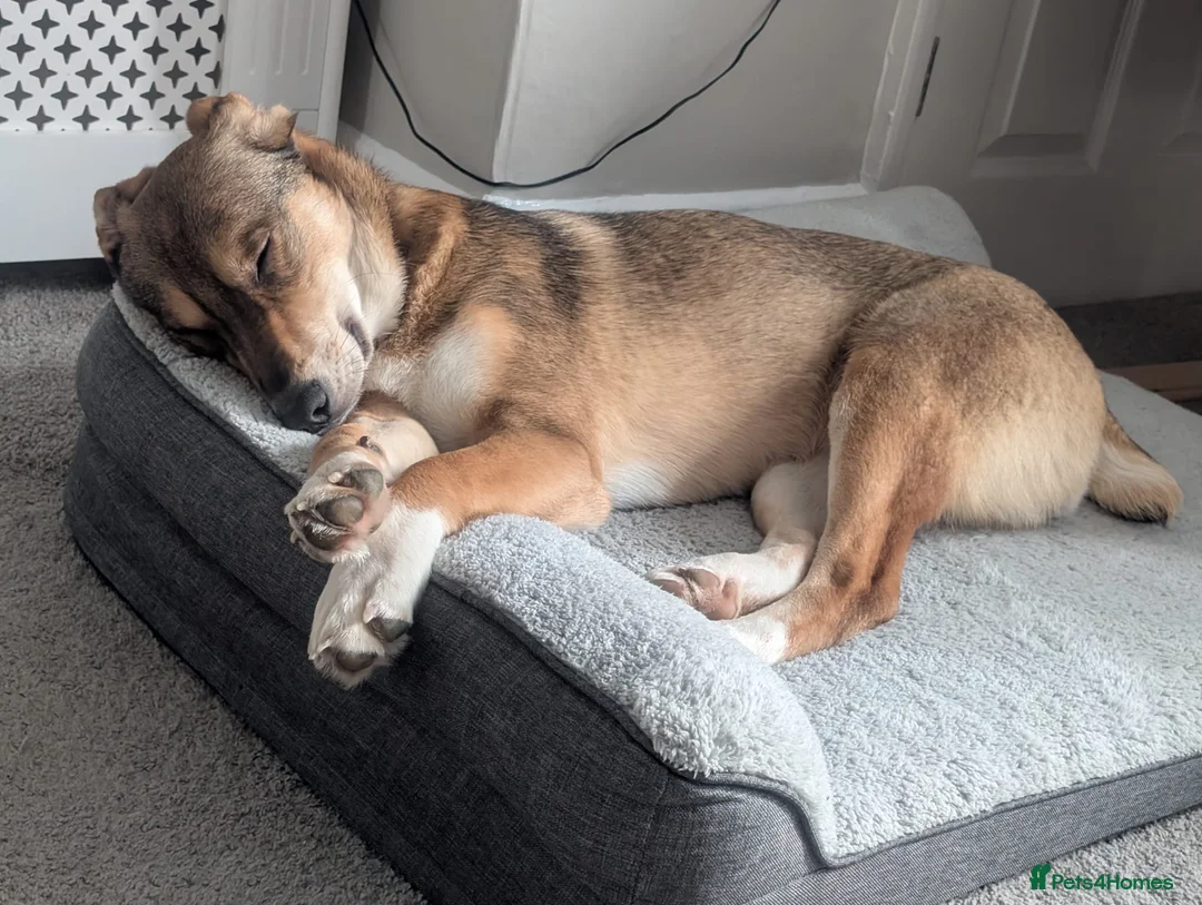 Mixed Breed dogs for adoption: URGENT:❤️DIANA❤️Social Loving 8 month old girl - Advert 4