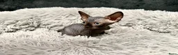 Sphynx cats for sale: TICA Reg Sphynx Kittens, Extensive Genetic Testing - Advert 12
