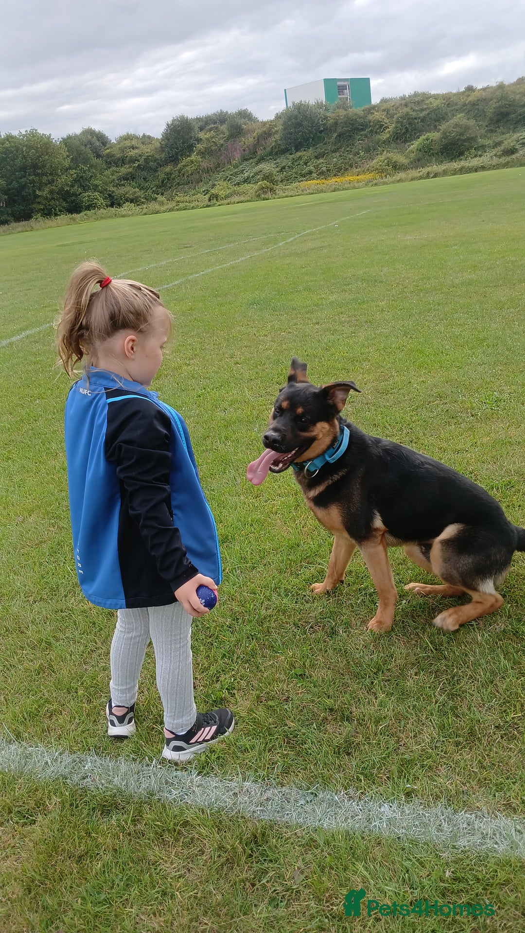 Mixed Breed dogs for sale: Rocky looking for forever homes - Image 6